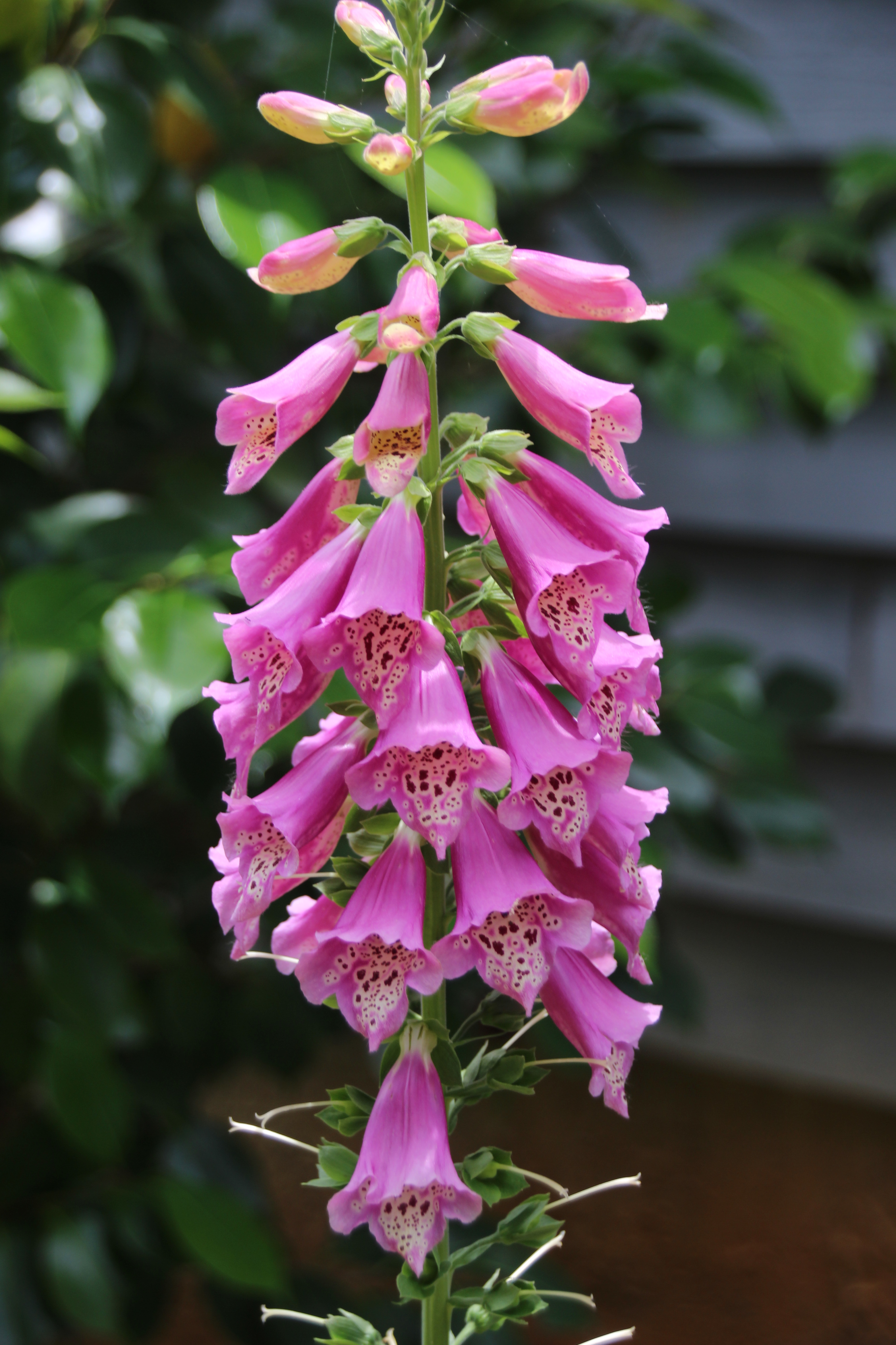 Tube Flower
